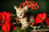 jeanette-chirstmas.jpg