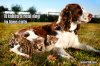 real-dogs.jpg