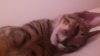 IMG_20130811_174641_622.jpg