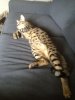 Tritonsleeping.jpg