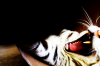 Teeth.png