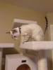 cat-tree.png