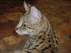 Jasi profile 06-19-06 01.JPG