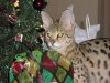 Jazzy's first Christmas 01.jpg