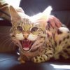 Louie Roaring 6 Months Old At The Vet's - 5_2_13.jpg