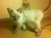 OtherKitten.JPG