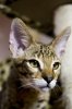 Ayrad Portrait 14 Weeks.jpg