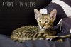 Ayrad Laying 14 Weeks.jpg