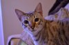 DSC_4113.JPG