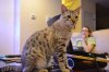 DSC_4138.JPG