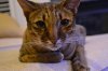 DSC_4128.JPG