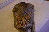 DSC_4131.JPG