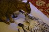 DSC_4203.JPG