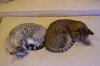 DSC_4215.JPG