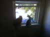 window twins.JPG
