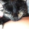 NatzLuvzCatz