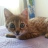 Mochasispuss