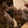 Purrfect Exotics