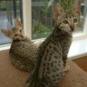 SausageandSavannah
