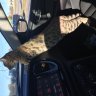 AshCatFoo