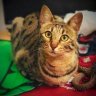 KittyLoaf
