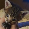 Obi_Savannah