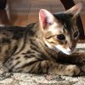 KTigger