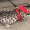 Holyleopardcat