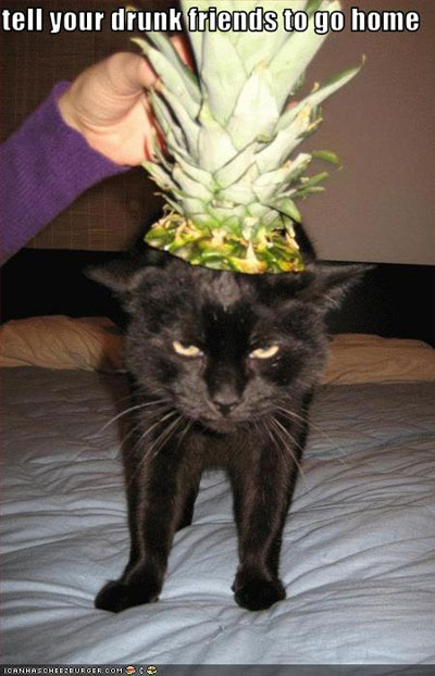 PartyLolcat.jpg