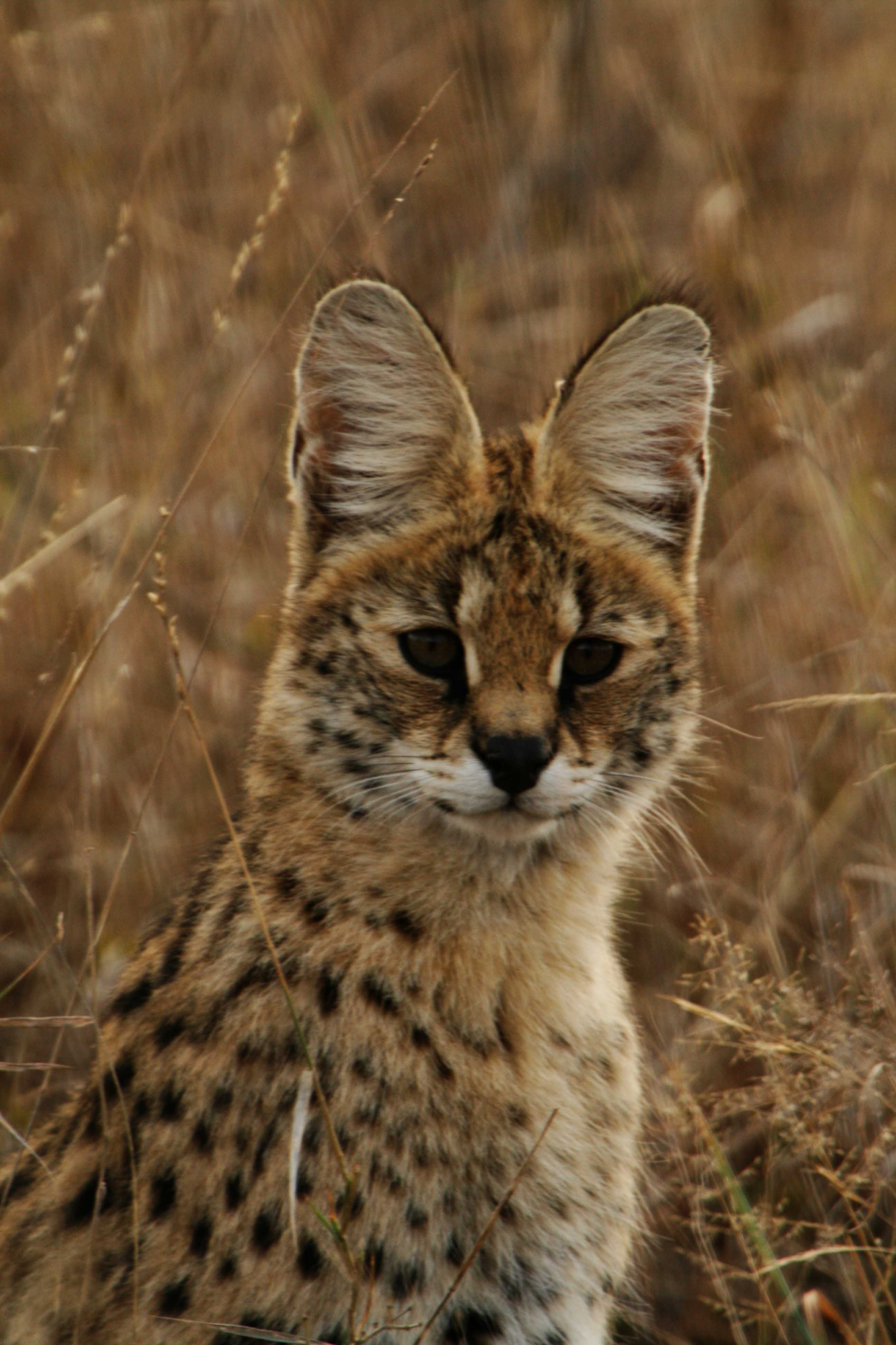 Serval_portrait.jpg