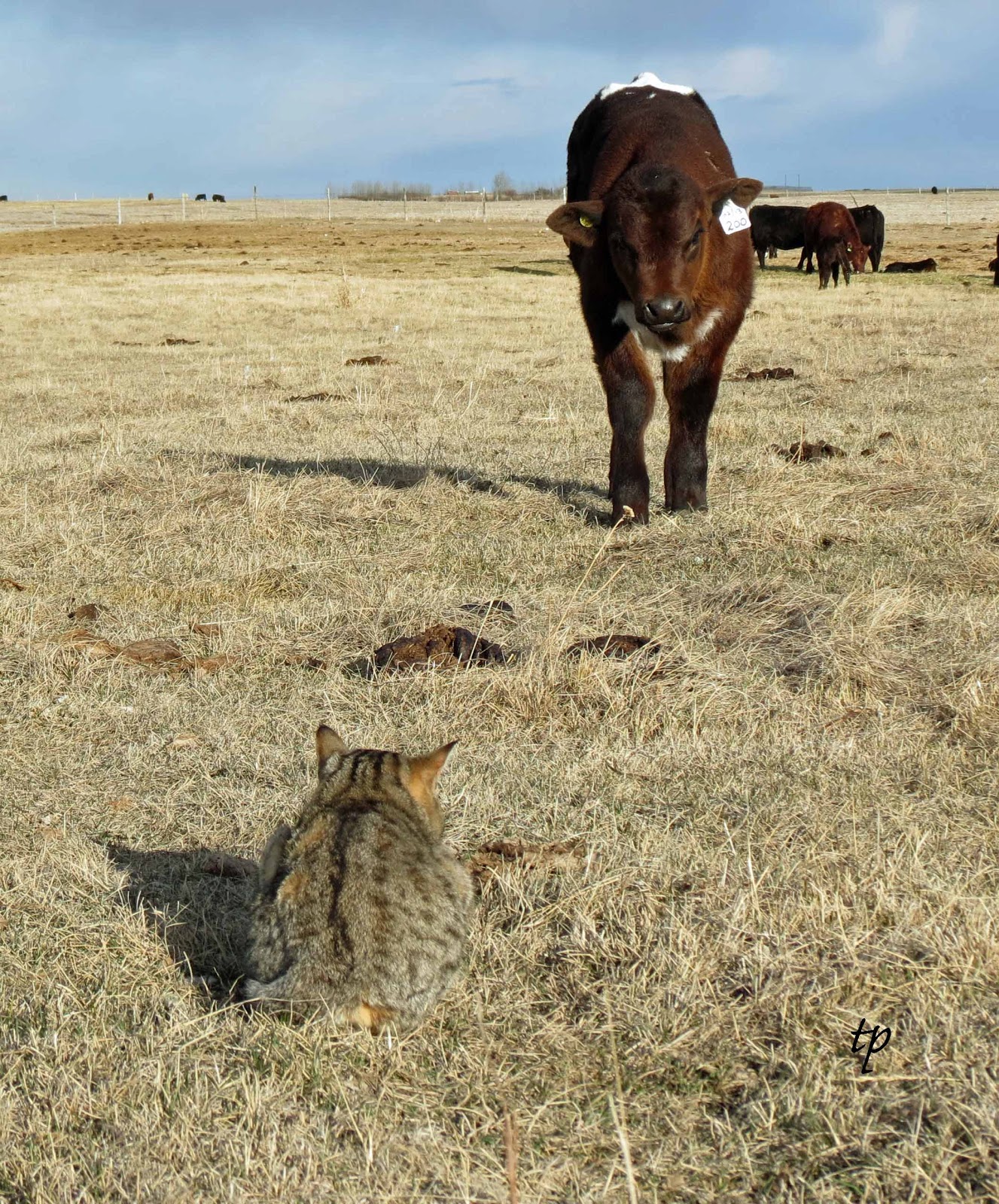 Socks+hunting.jpg
