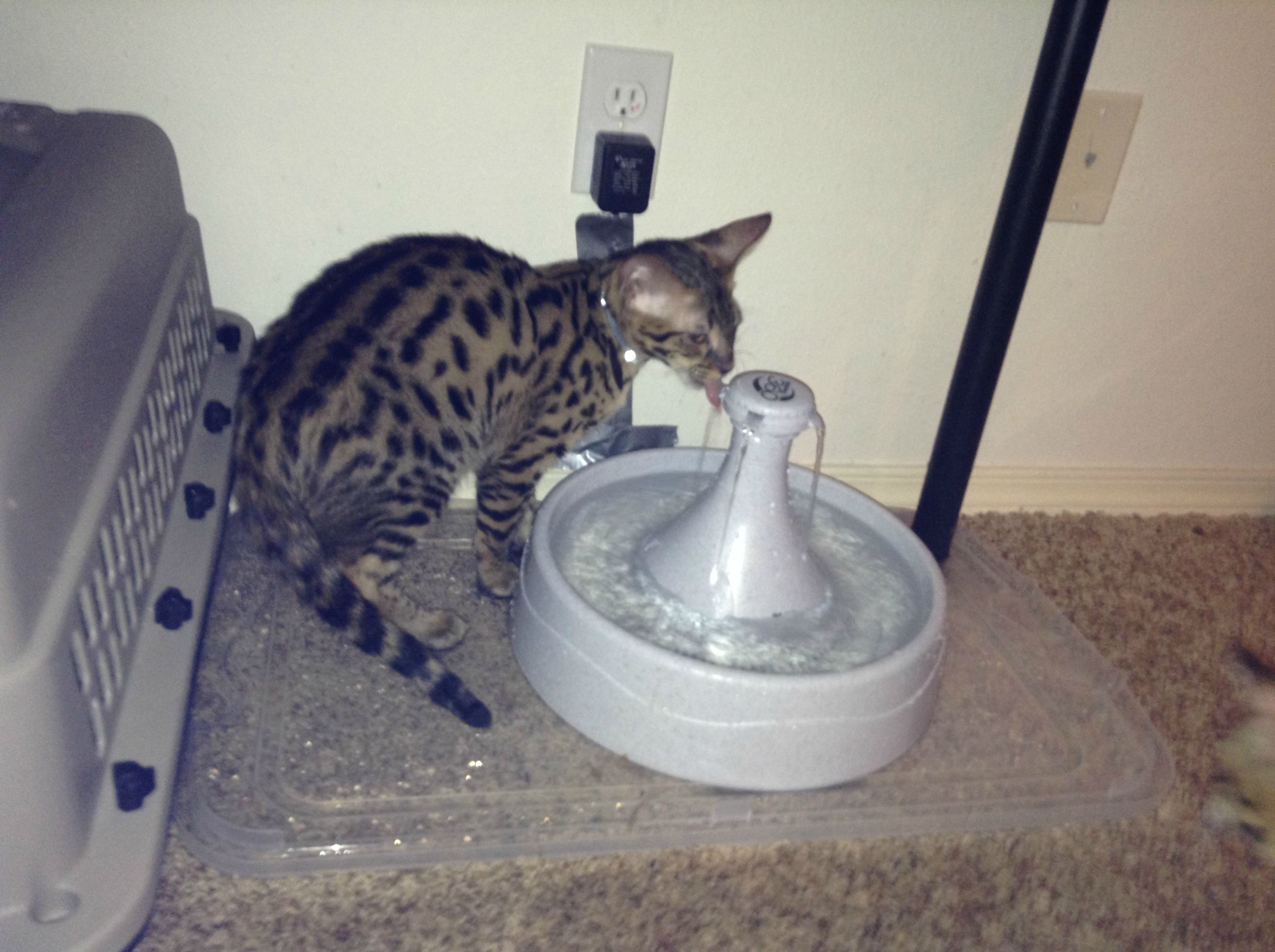 K9i1ndP.jpg