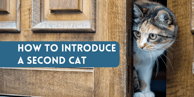 catbehaviorassociates.com
