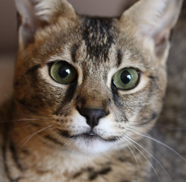 eva51.jpg