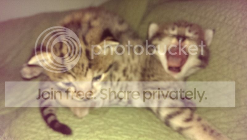 image.jpg5.jpg