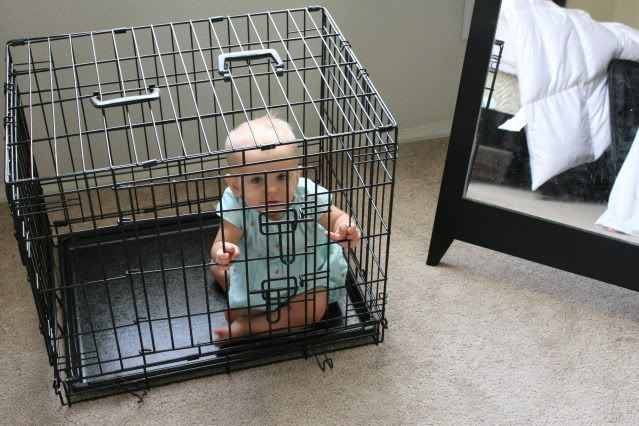 baby_dog_crate_door.jpg