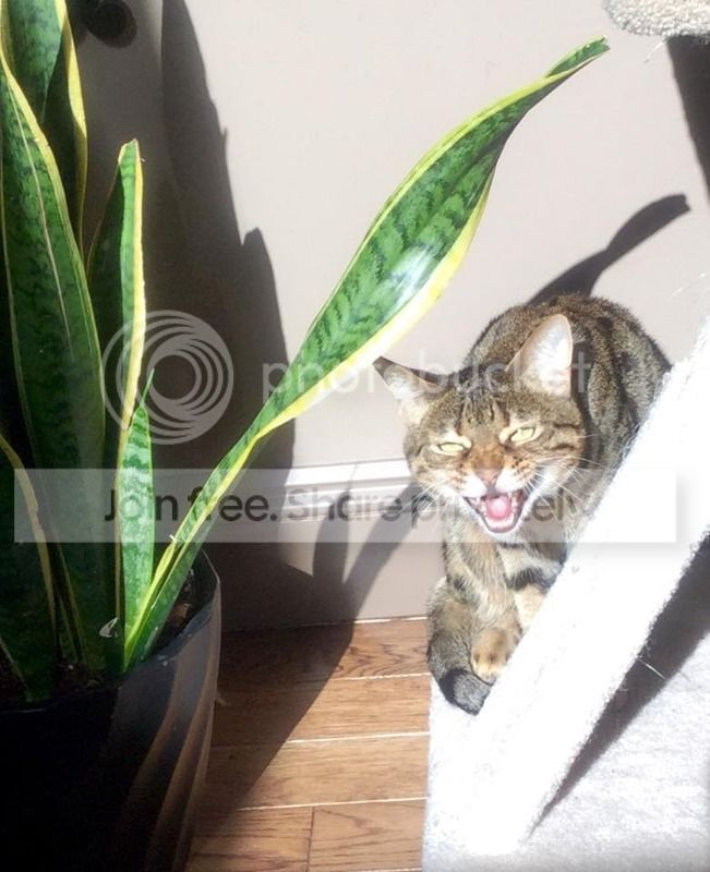 Mystique%20-%20sun%20tan%20cat%20xo.jpg