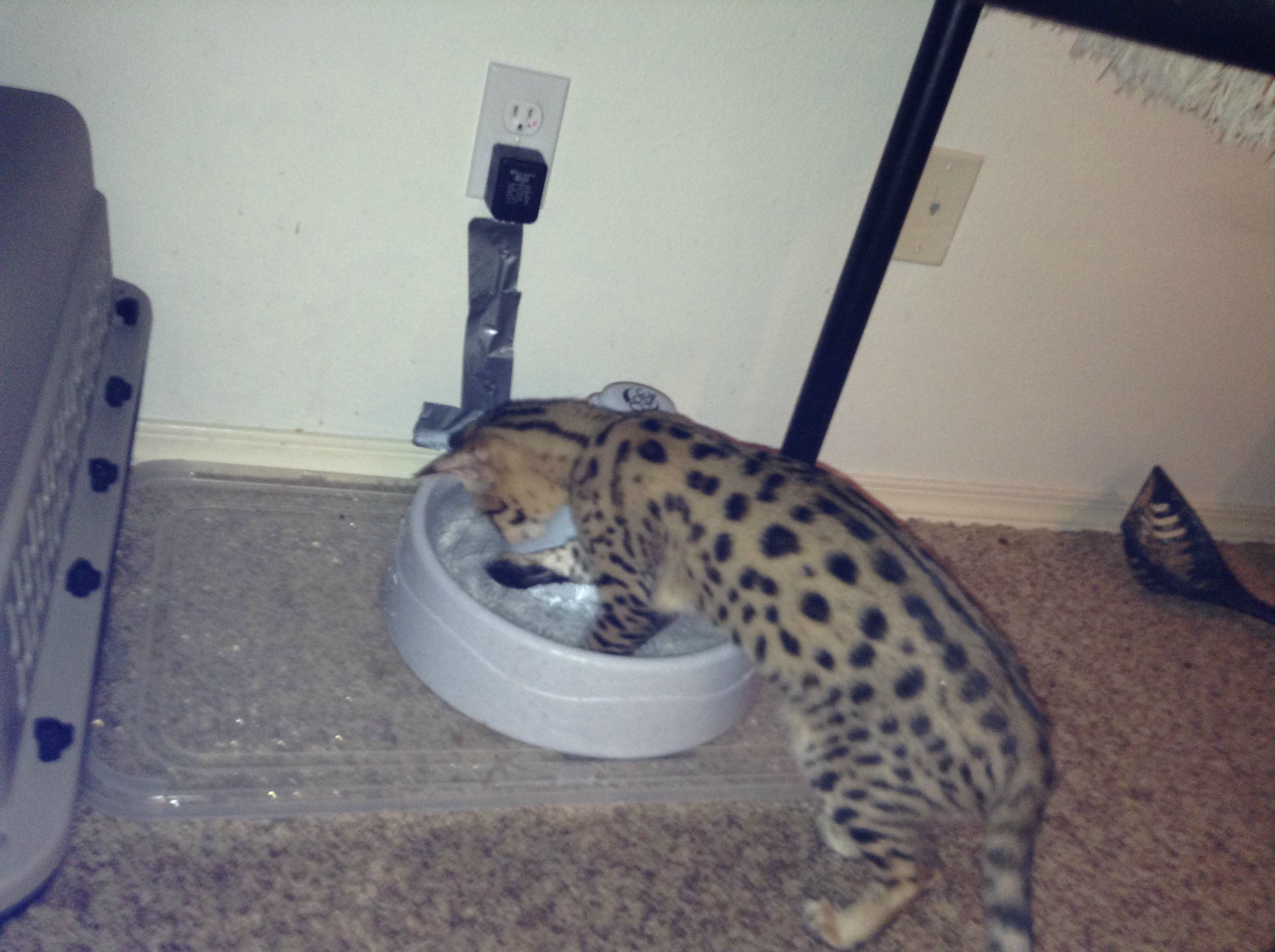KteHvxp.jpg