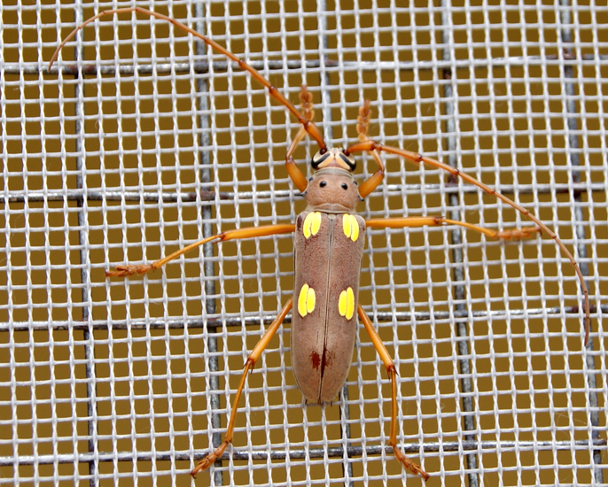 ivory_marked_beetle_belize_cindy.jpg