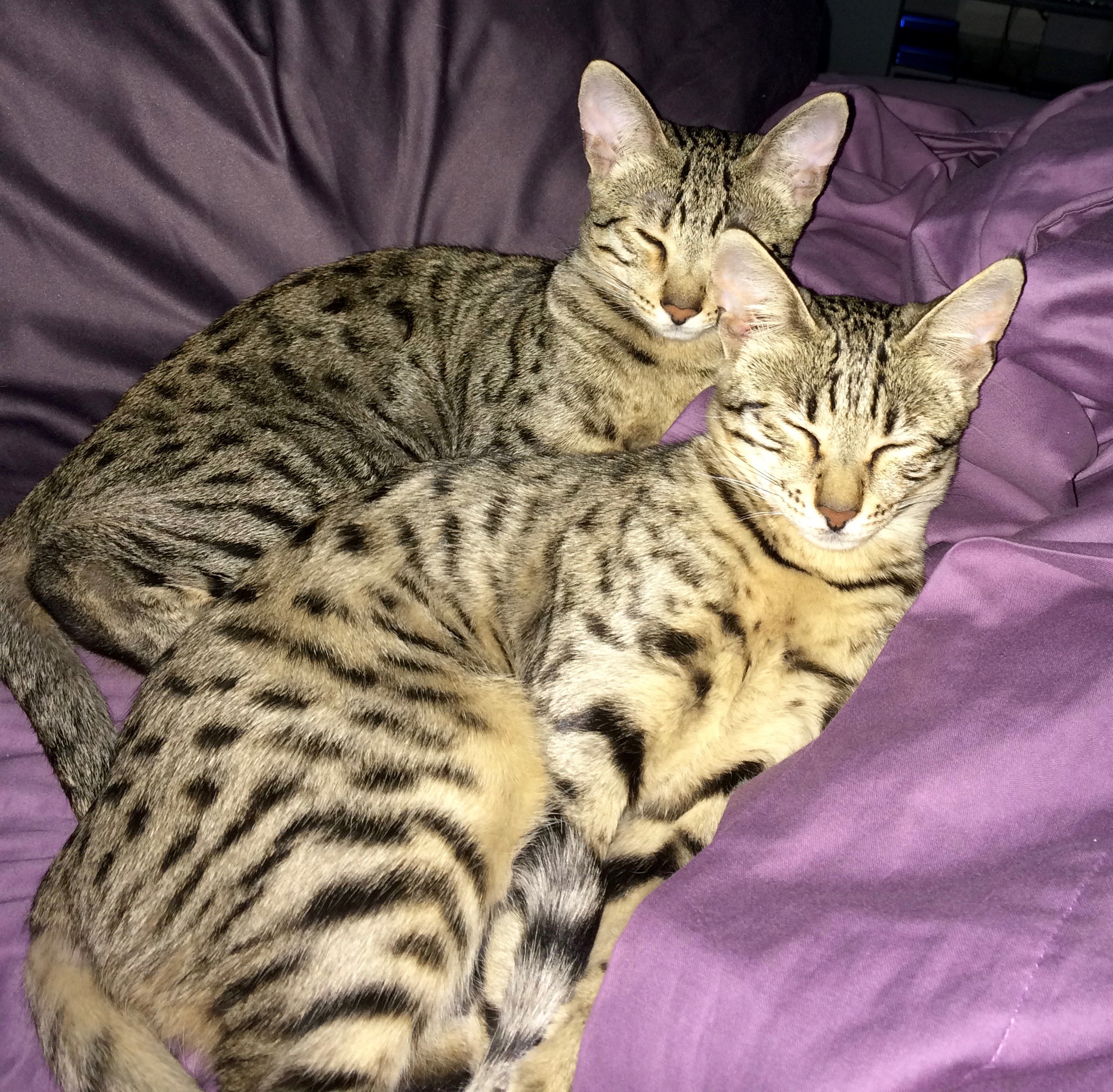 Sleeping-Kitties.jpg