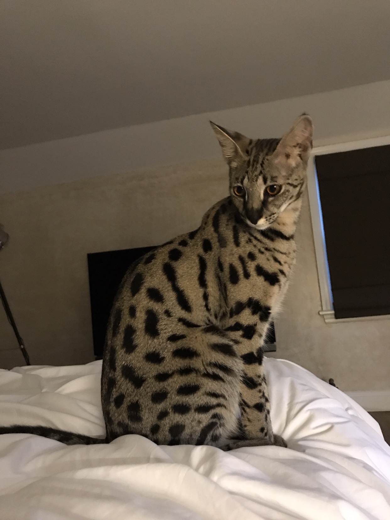 F1 Savannah Pics Page 69 Savannah Cat Chat The Place For Savannah Cat Talk F1 Savannah Pics Page 69 Savannah Cat Chat The Place For Savannah Cat Talk