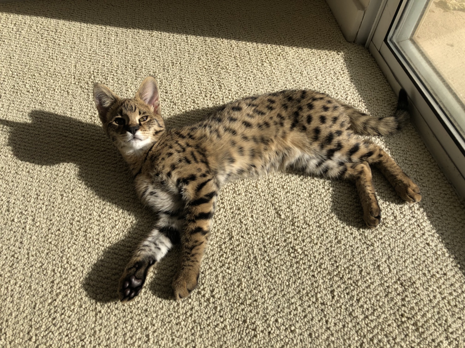 What Should I Feed My F1 Savannah Cat Chat The Place For Savannah Cat Talk What Should I Feed My F1 Savannah Cat Chat The Place For Savannah Cat Talk