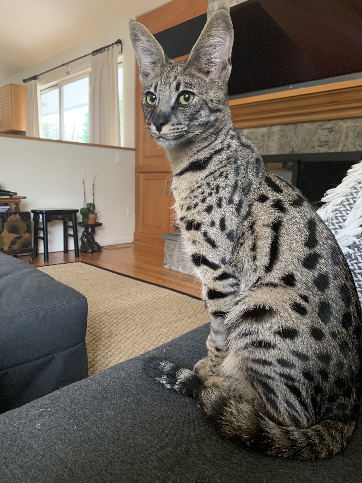 F1 Savannah Pics Page 69 Savannah Cat Chat The Place For Savannah Cat Talk F1 Savannah Pics Page 69 Savannah Cat Chat The Place For Savannah Cat Talk