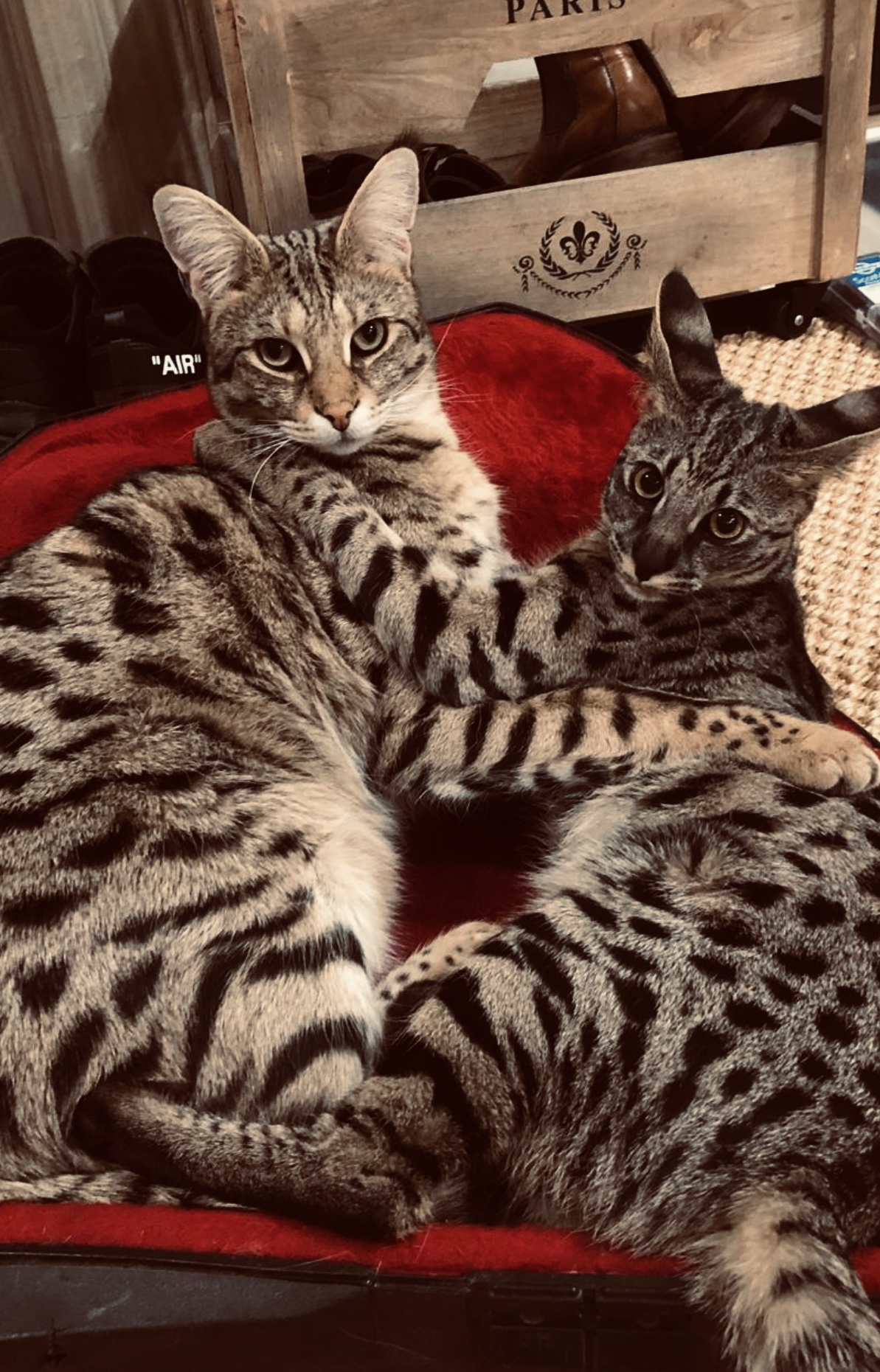 F1 Savannah Pics Page 69 Savannah Cat Chat The Place For Savannah Cat Talk F1 Savannah Pics Page 69 Savannah Cat Chat The Place For Savannah Cat Talk